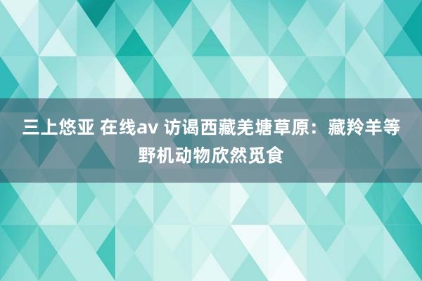 三上悠亚 在线av 访谒西藏羌塘草原：藏羚羊等野机动物欣然觅食