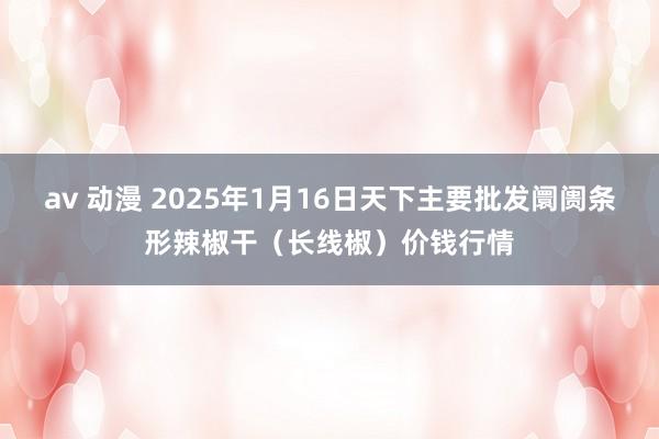 av 动漫 2025年1月16日天下主要批发阛阓条形辣椒干（长线椒）价钱行情